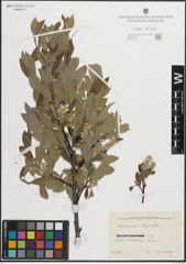 Foto von Salix glauca L. x Salix phylicifolia L.